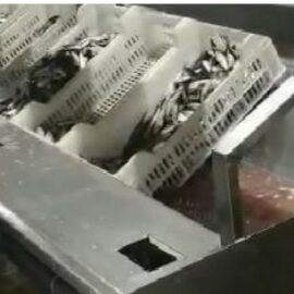 TABLE POUR ETETAGE-EVISCERAGE DE SARDINES
